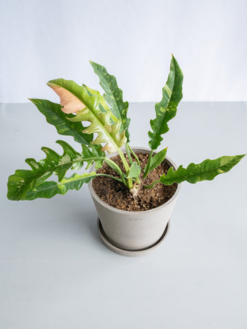 【一点もの】フィロデンドロン・リングオブファイヤー S #8