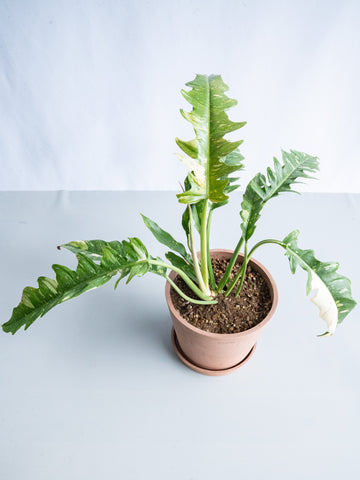 【一点もの】フィロデンドロン・リングオブファイヤー S #7