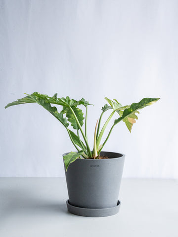 【一点もの】フィロデンドロン・リングオブファイヤー S #6