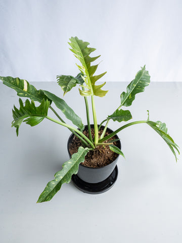 【一点もの】フィロデンドロン・リングオブファイヤー S #2