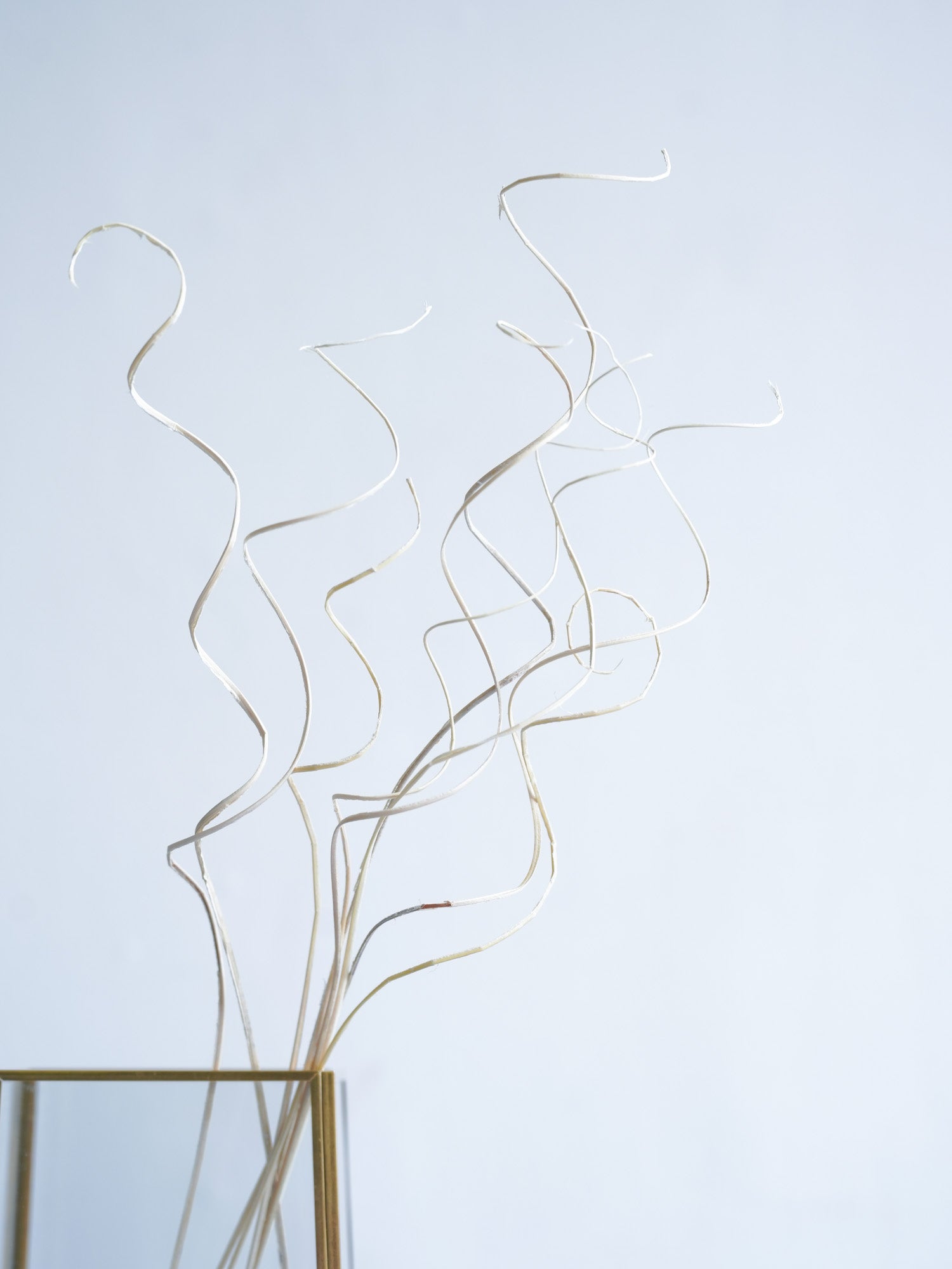 ドライ花材 カーリーファン