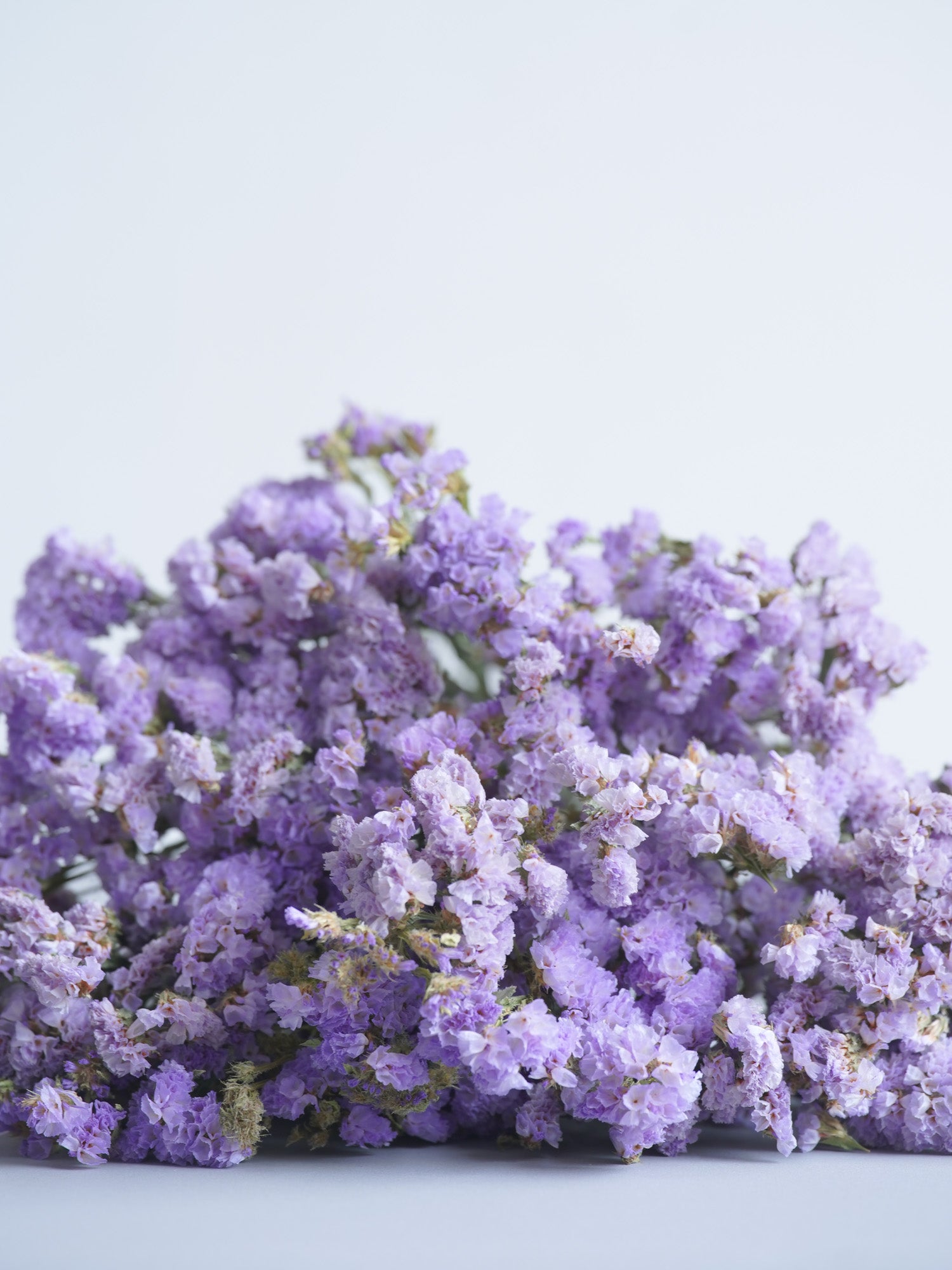 ドライ花材 スターチス パープル