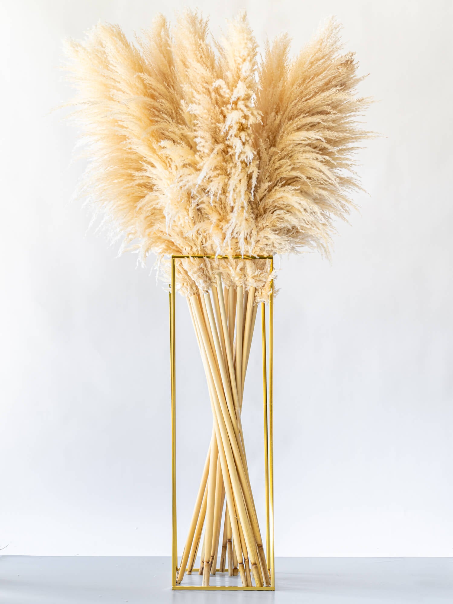 ドライ花材 パンパスグラス