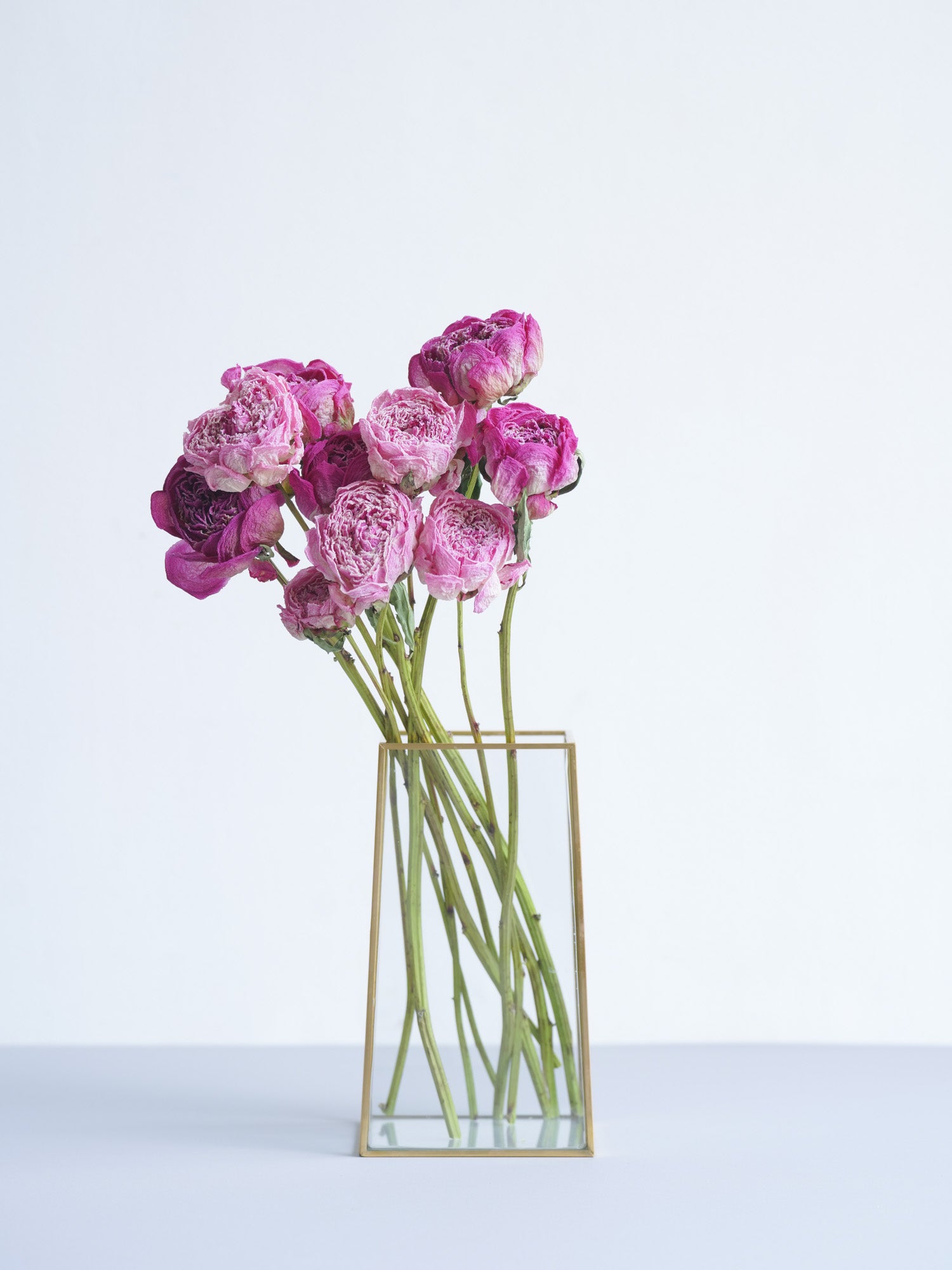 ドライ花材 芍薬(シャクヤク)