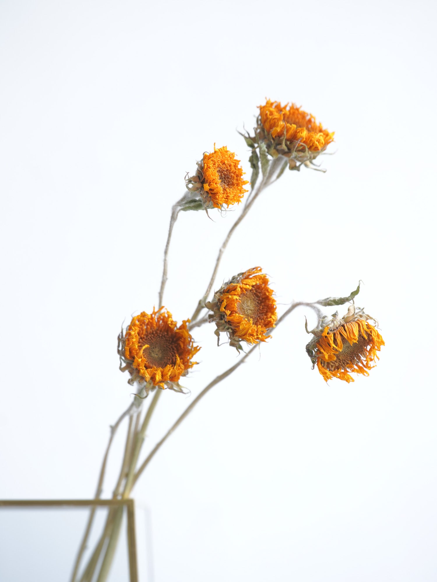 ドライ花材 ひまわり