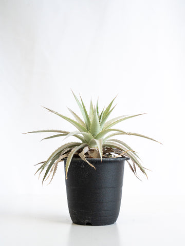 【一点もの】ディッキア・ヘブディンギー Table-S