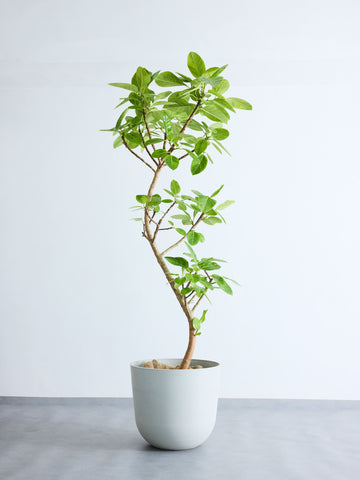 フィカス・アルテシマ まがり XL #2 【首都圏限定】