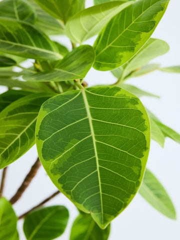 フィカス・アルテシマ まがり XL #2 【首都圏限定】