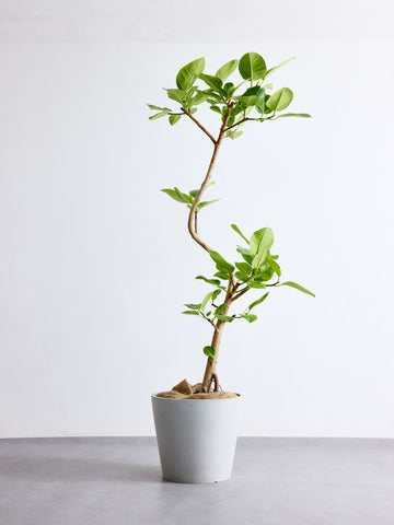 フィカス・アルテシマ まがり XL 【首都圏限定】