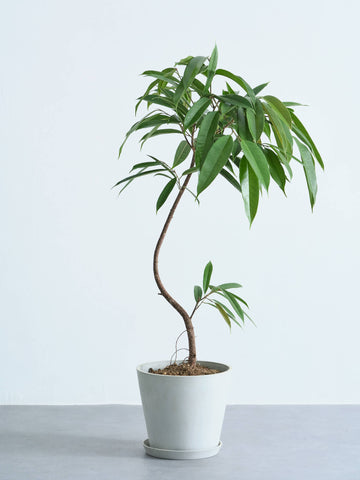 フィカス・アムステルダムキング まがりM