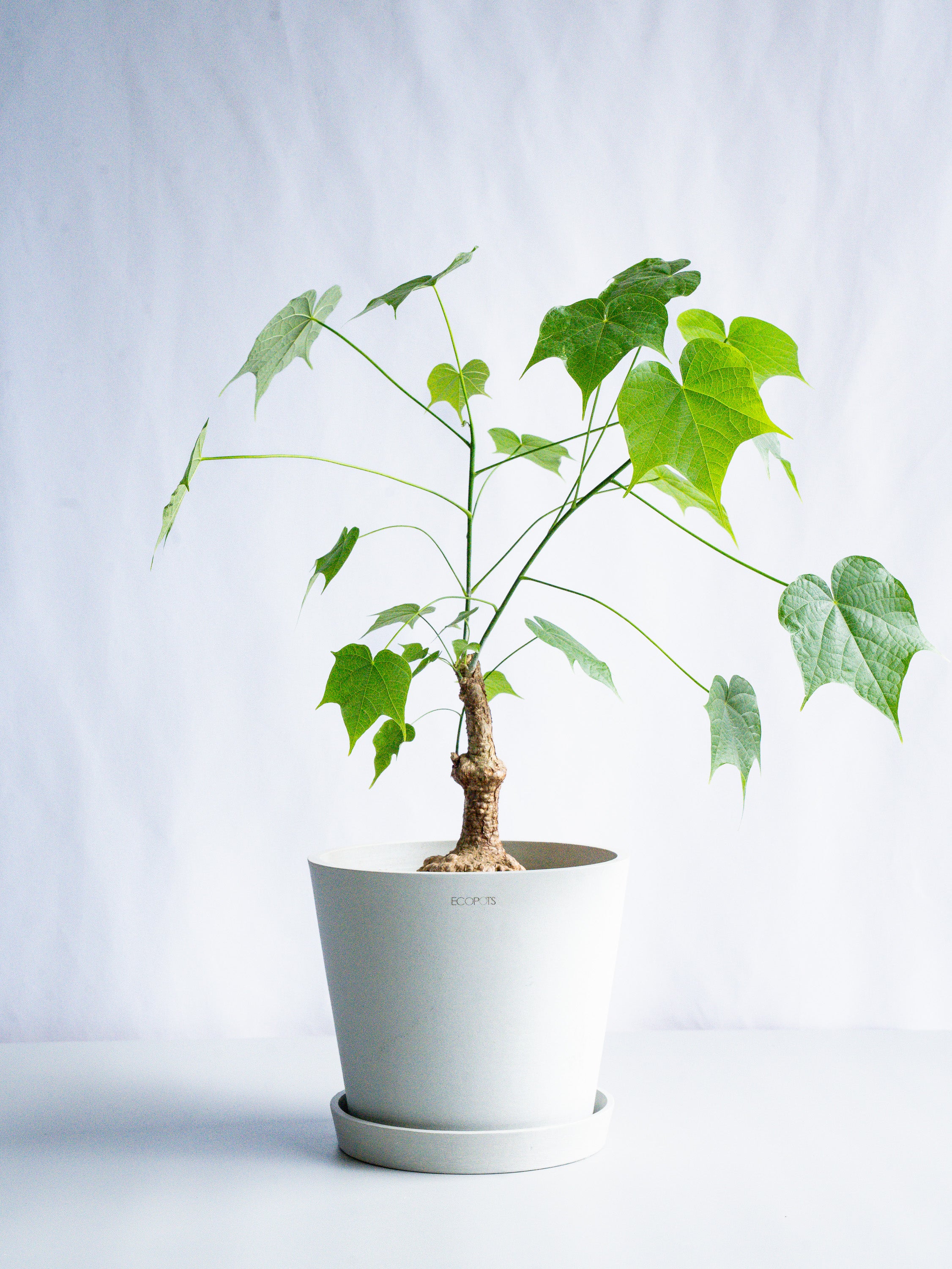 【一点もの】フィルミアナ・コロラータ S #4