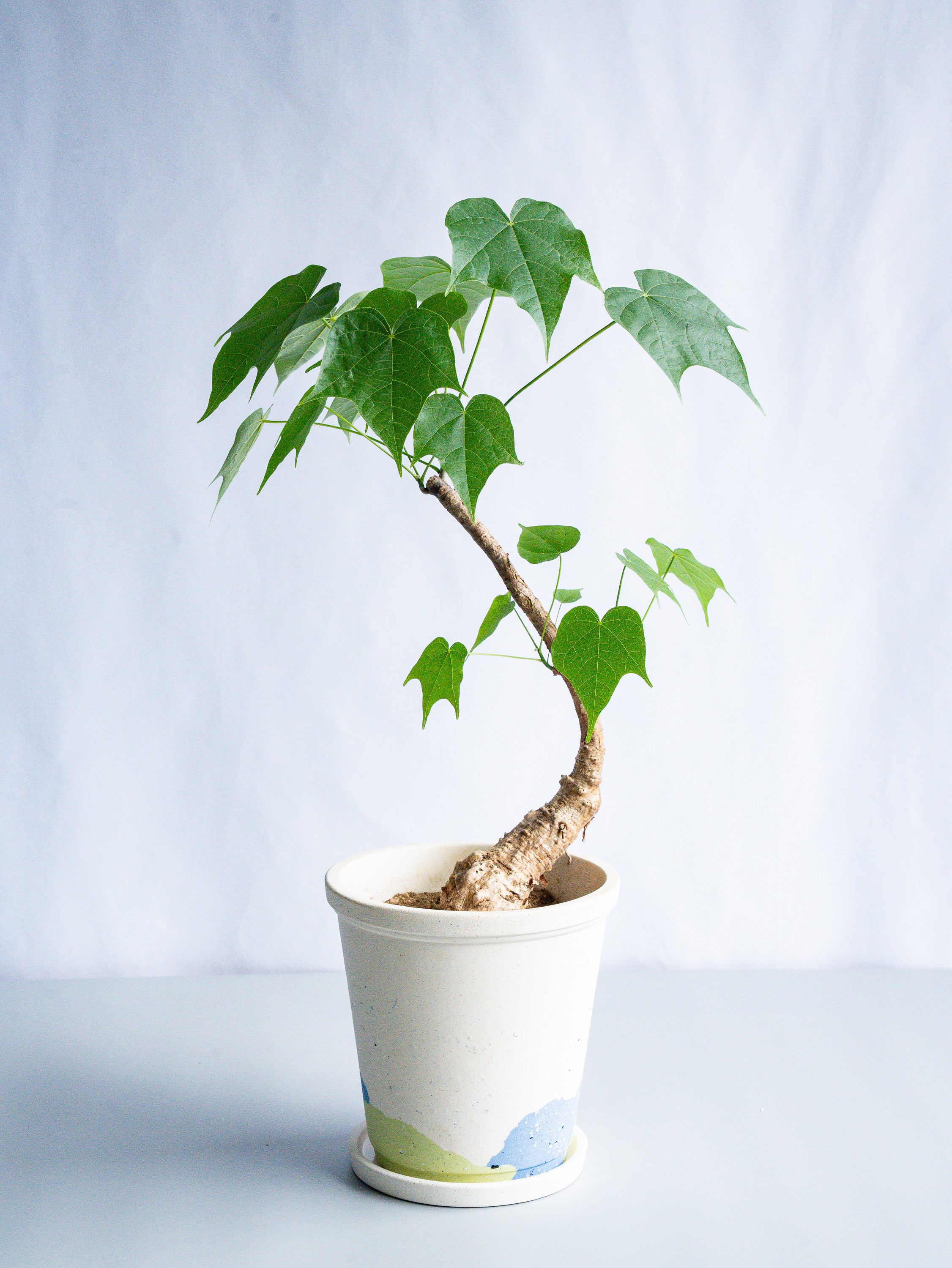 【一点もの】フィルミアナ・コロラータ S #3