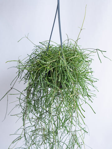 【一点もの】ホヤ・レツーサ -ハンギング- #11