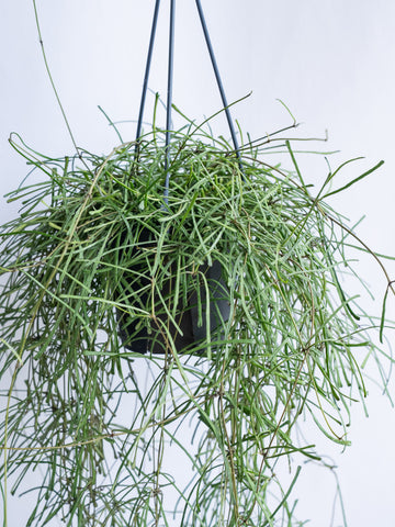 【一点もの】ホヤ・レツーサ -ハンギング- #9