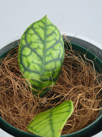 ホヤ・カリストフィラ 双葉 Table-M