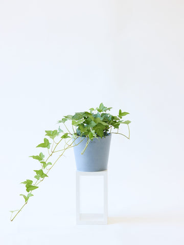 アイビー 緑(ヘデラ) Table-M