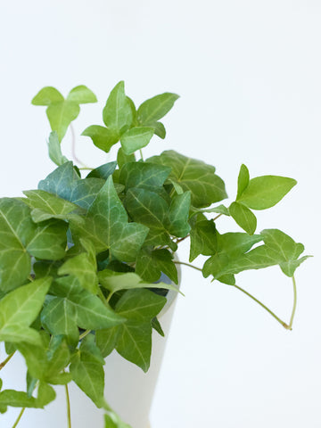 アイビー 緑(ヘデラ) Table-M