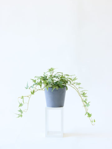 アイビー 斑入り(ヘデラ) Table-M