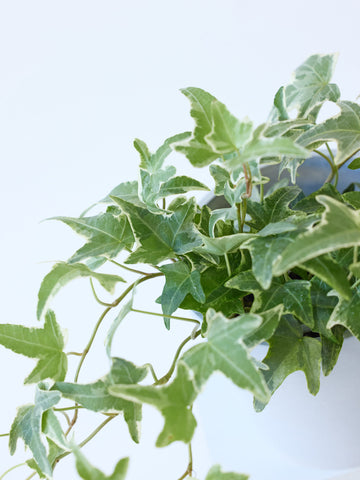 アイビー 斑入り(ヘデラ) Table-M