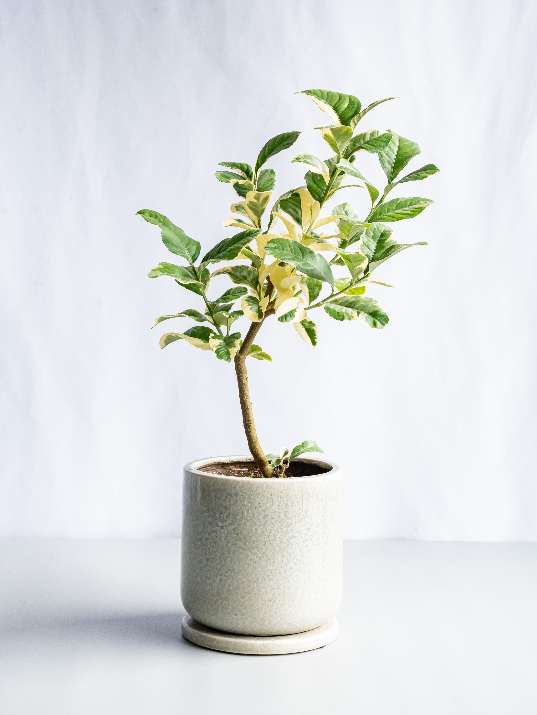 【一点もの】レモン ピンクレモネード S #6