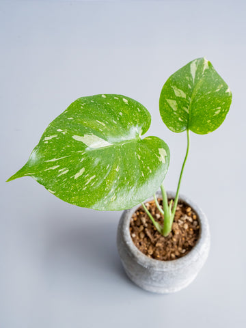 【一点もの】モンステラ・タイコンステレーション Table-S  #11