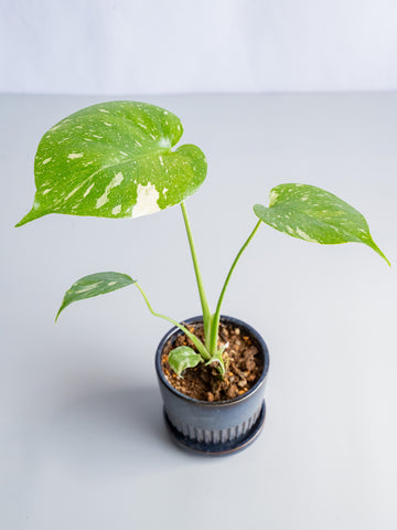 【一点もの】モンステラ・タイコンステレーション Table-S  #10