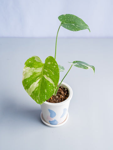 【一点もの】モンステラ・タイコンステレーション Table-S  #7