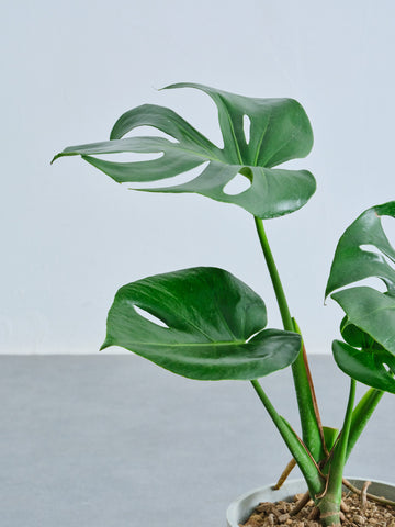 モンステラ・デリシオーサ Table-L