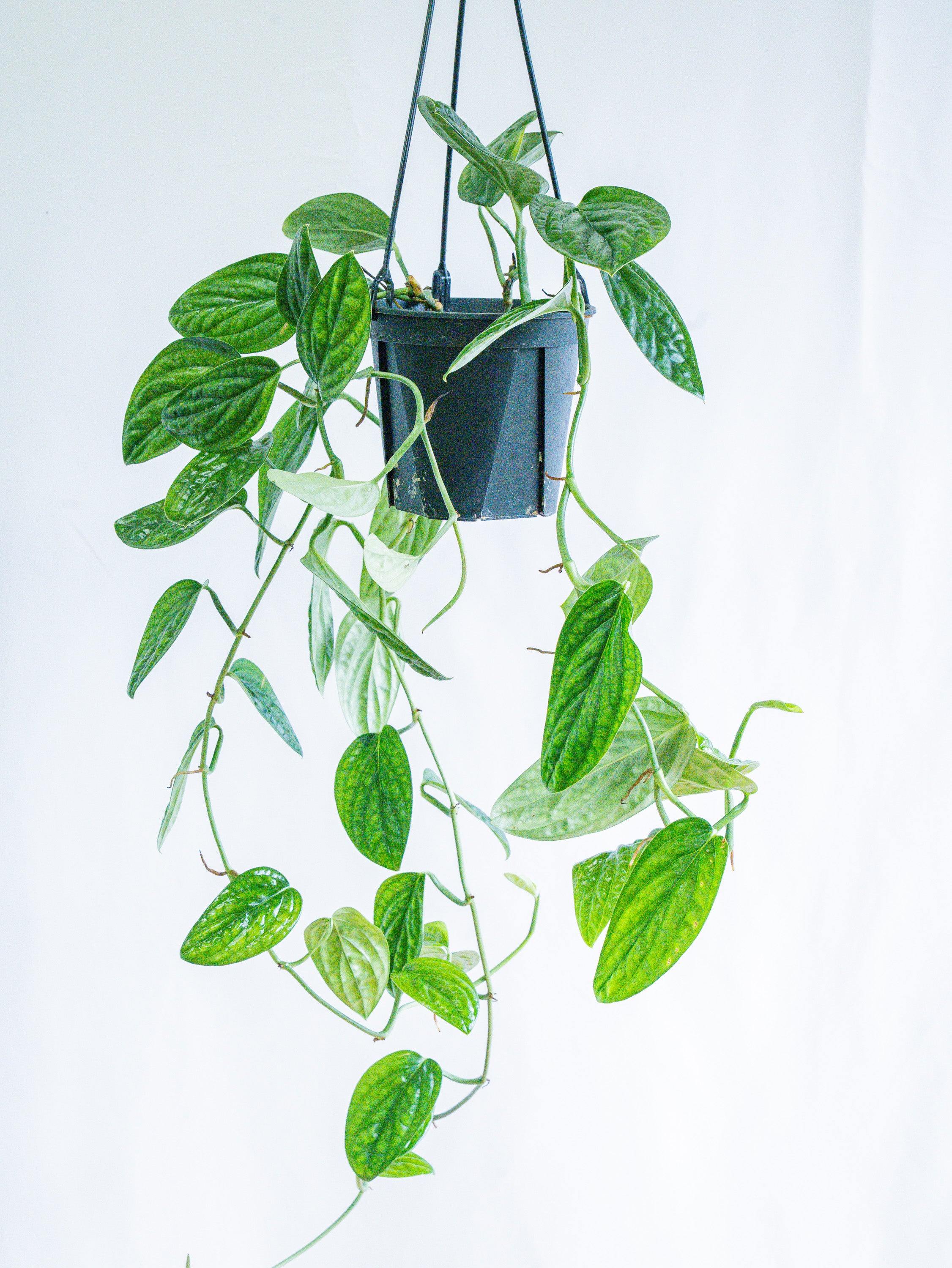 【一点もの】モンステラ・シャトルコック -ハンギング- #2