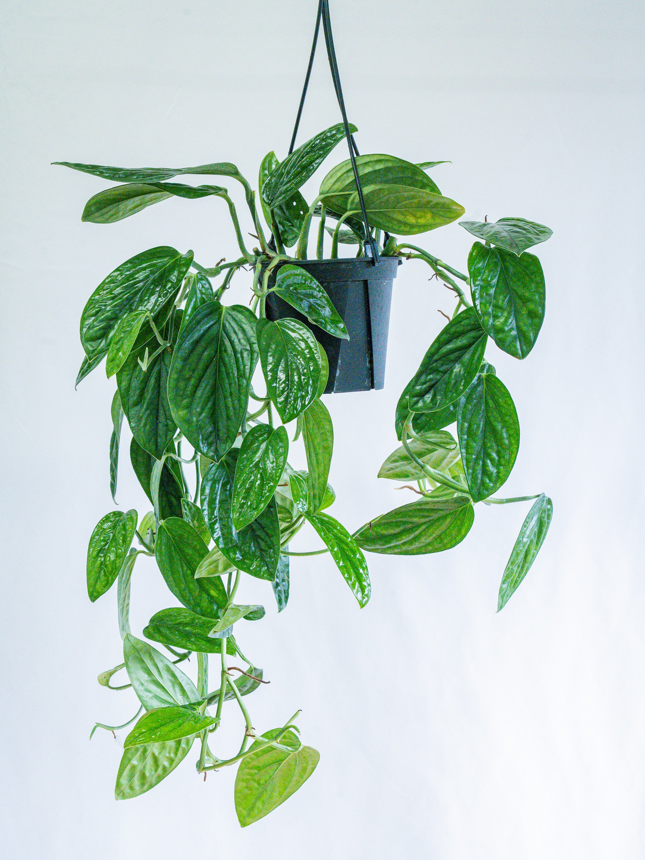 【一点もの】モンステラ・シャトルコック -ハンギング- #3