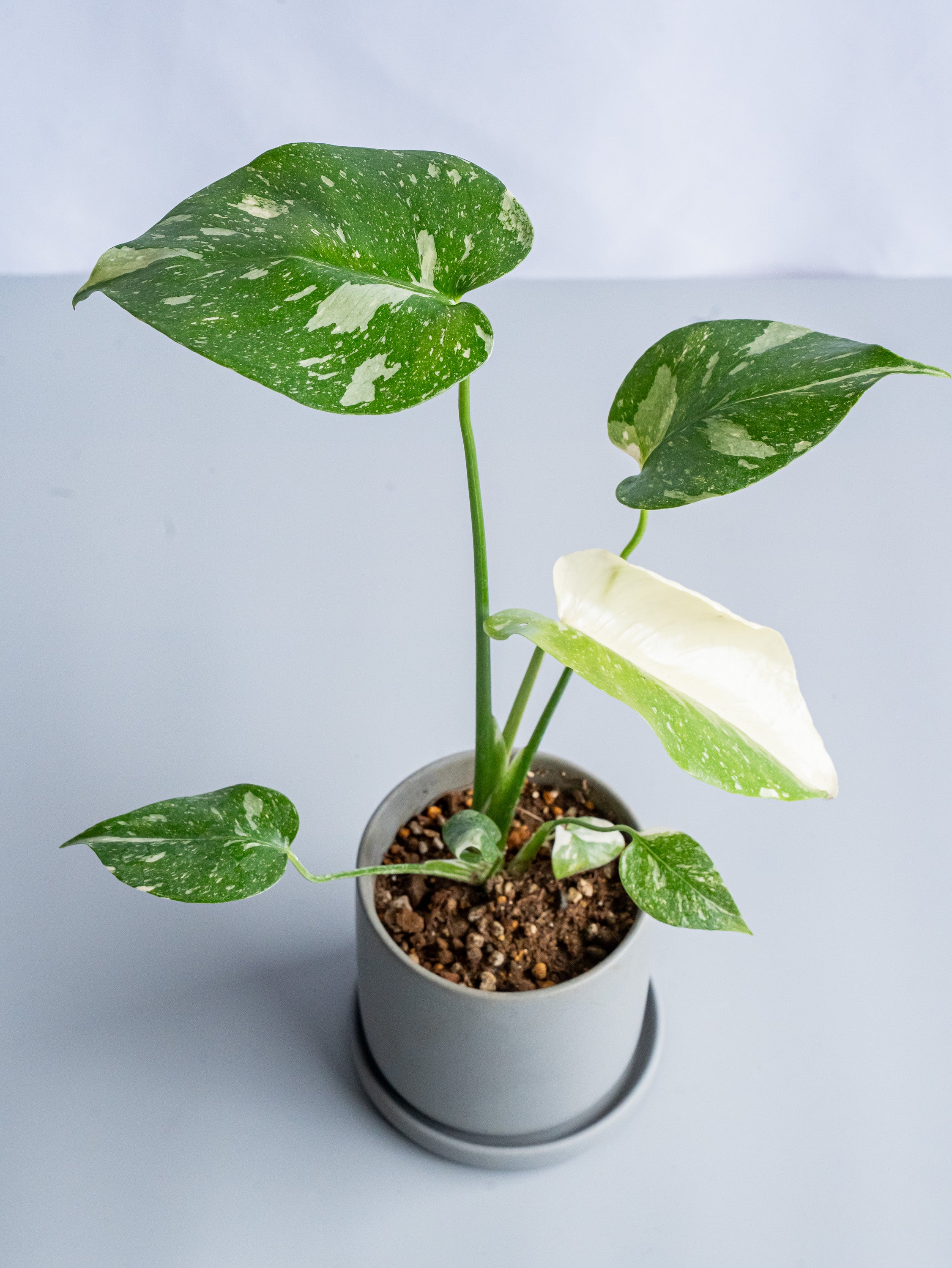 【一点もの】モンステラ・タイコンステレーション Table-S #13