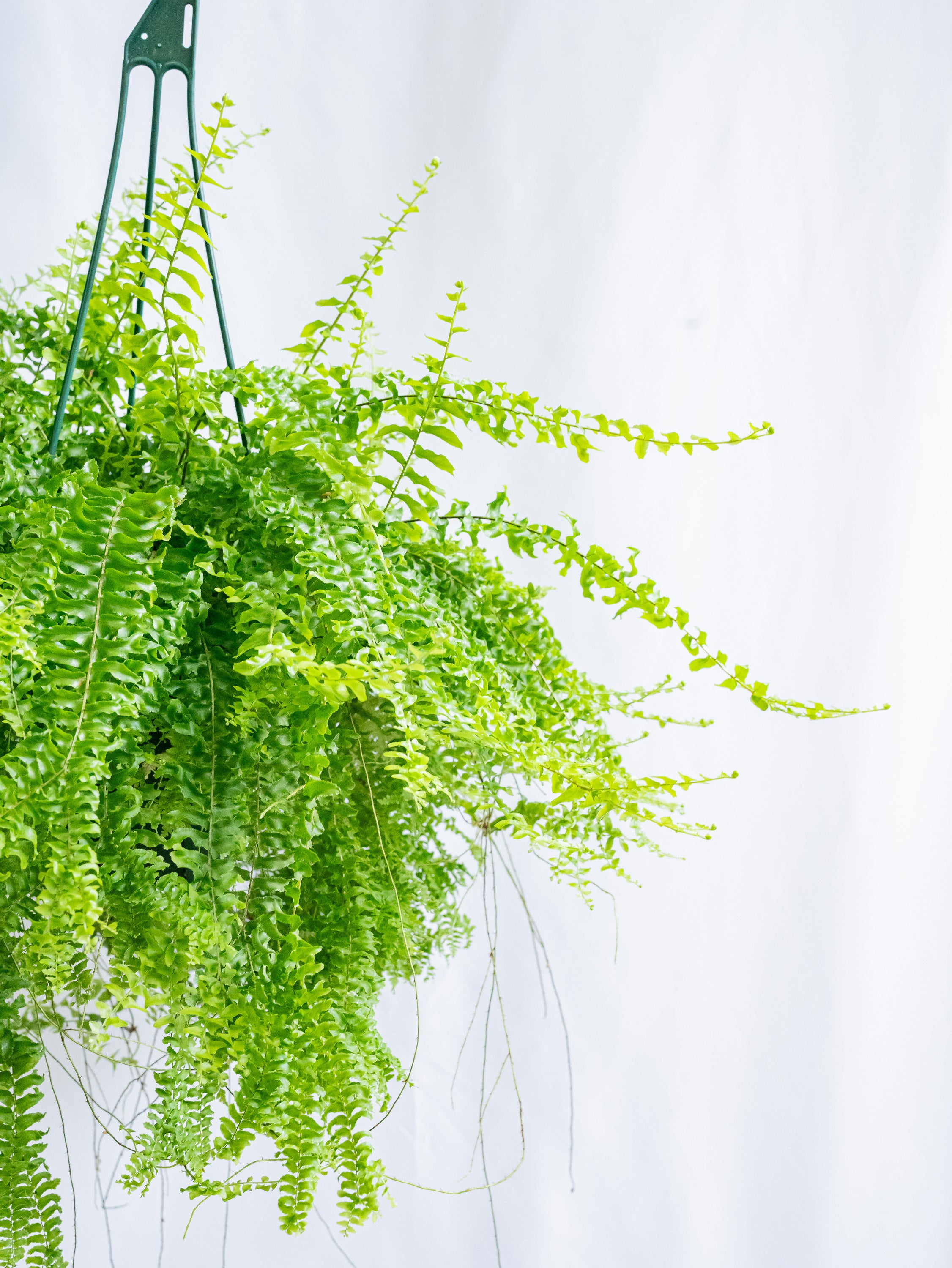 【一点もの】ネフロレピス・ペチコート -ハンギング- #4