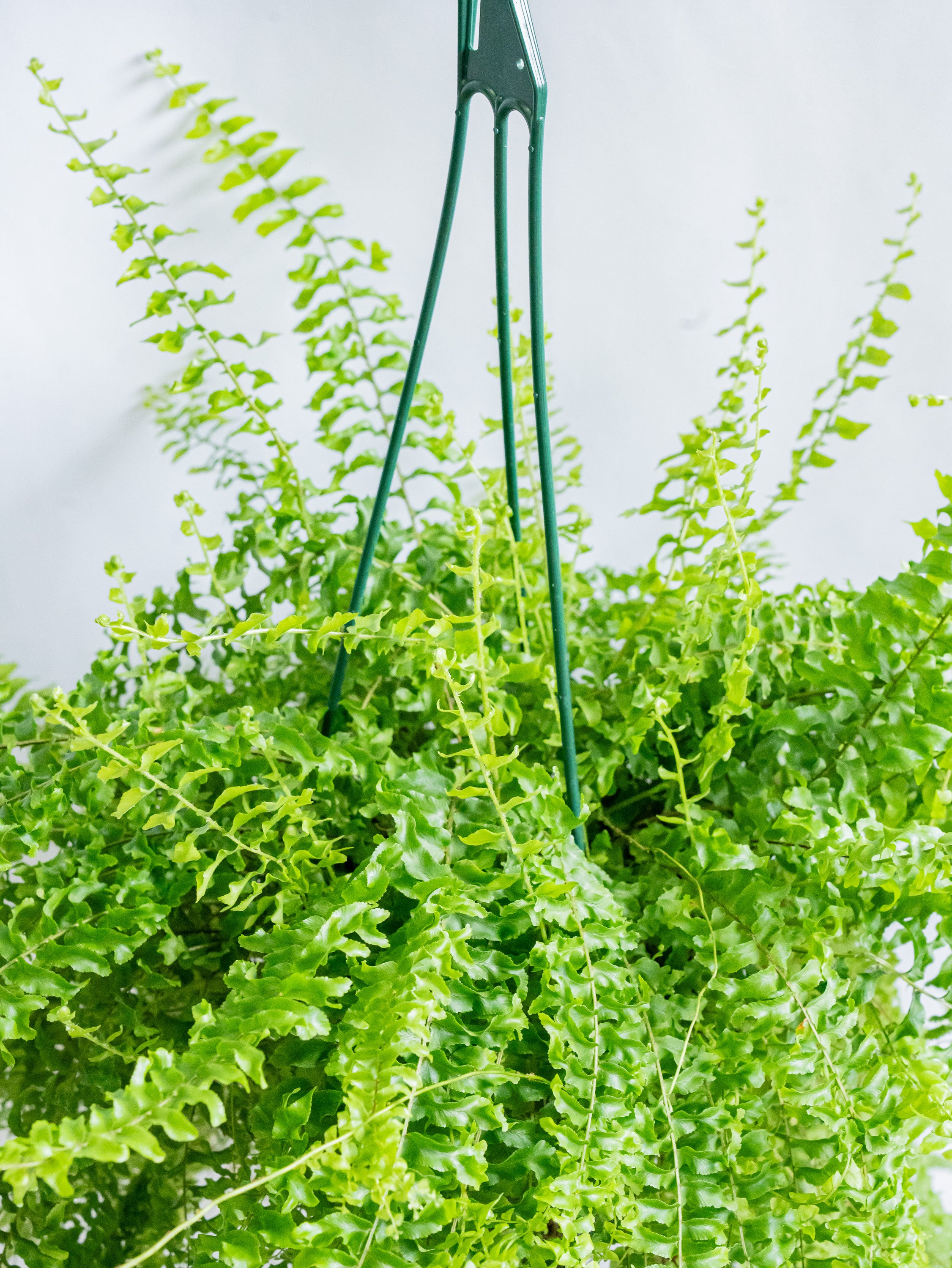 【一点もの】ネフロレピス・ペチコート -ハンギング- #5