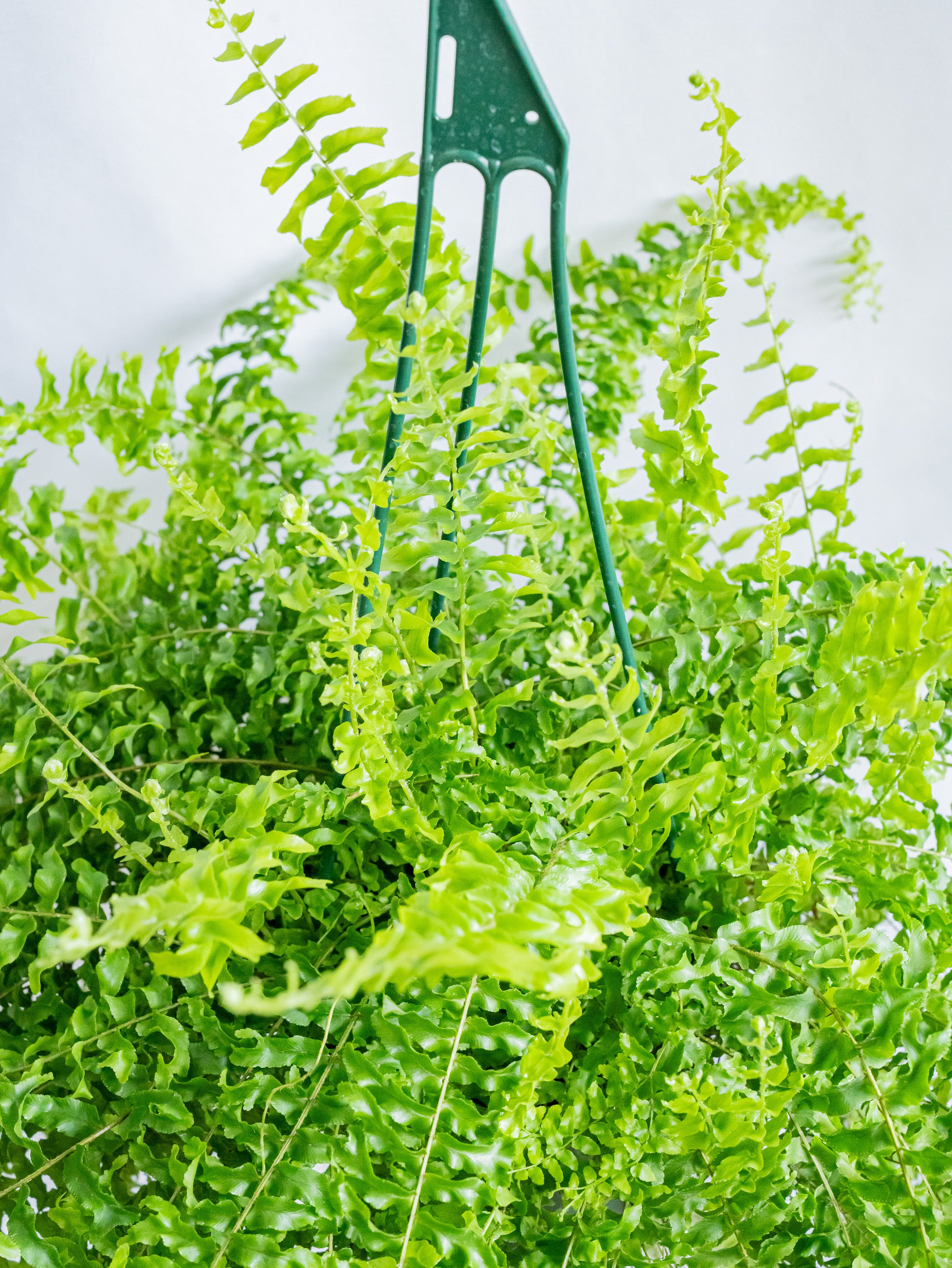 【一点もの】ネフロレピス・ペチコート -ハンギング- #6