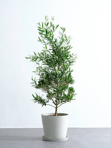 オリーブ・チプレッシーノ L #2