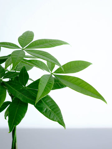 パキラ ねじり Table-M