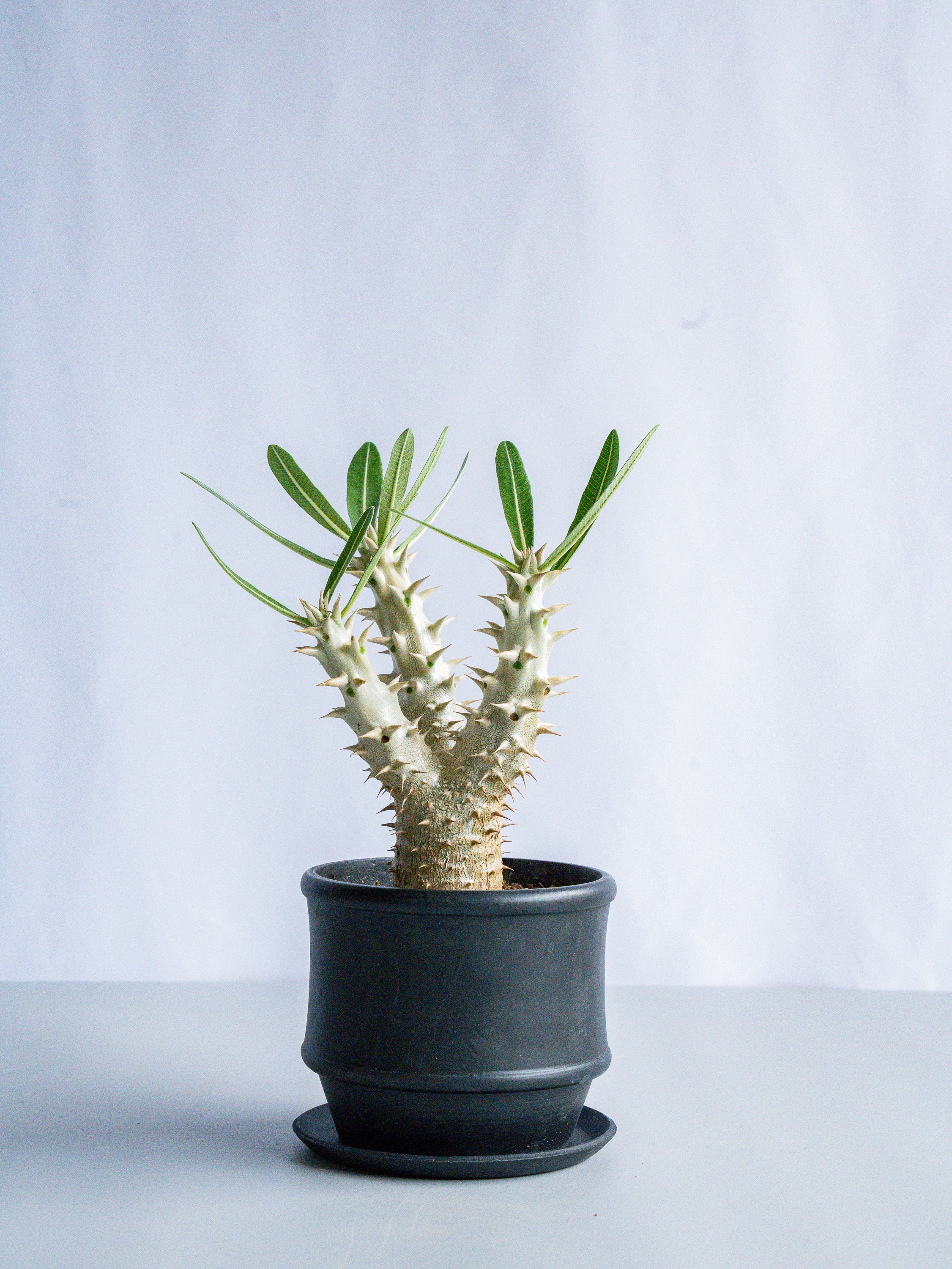 【一点もの】パキポディウム・デンシフローラム Table-M #3