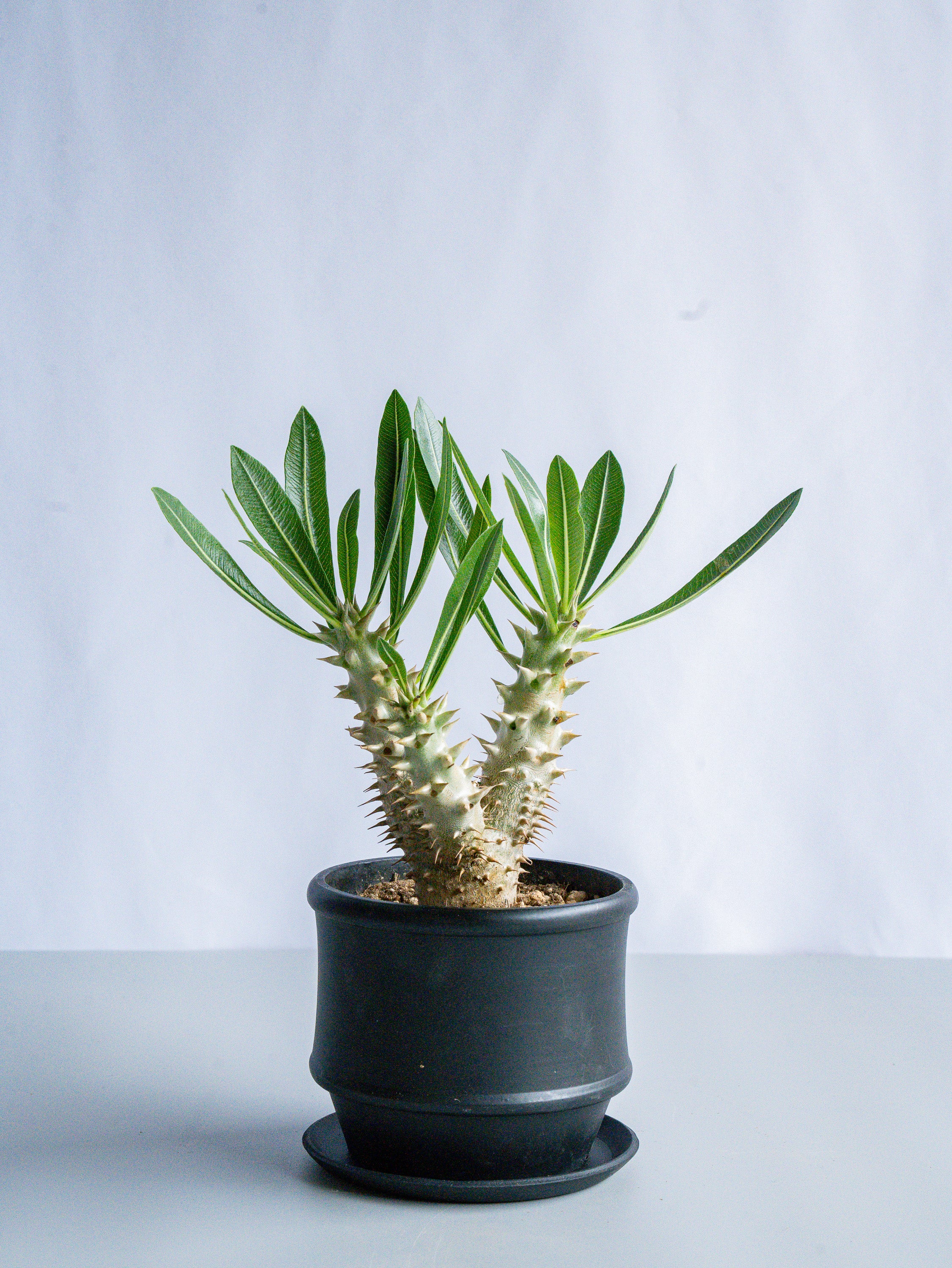 【一点もの】パキポディウム・デンシフローラム Table-M #4