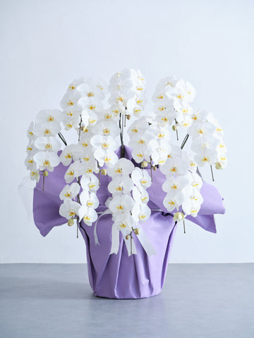 【お供え用】胡蝶蘭 10本立 90輪 -purple-