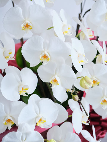 胡蝶蘭10本立 90輪 -red-