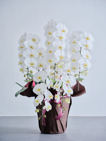 胡蝶蘭5本立 65輪以上 -brown-