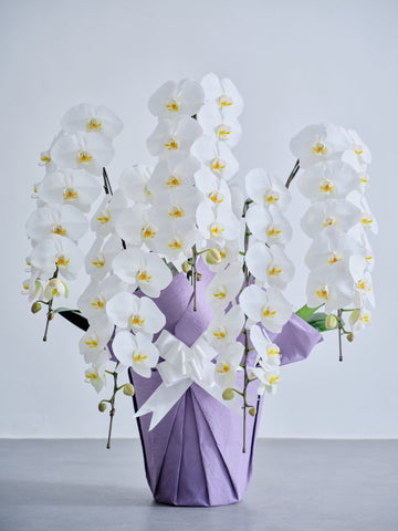 【お供え用】胡蝶蘭 5本立 65輪以上 -purple-