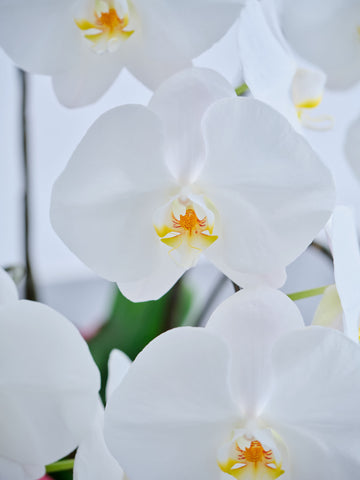 胡蝶蘭5本立 65輪以上 -green-