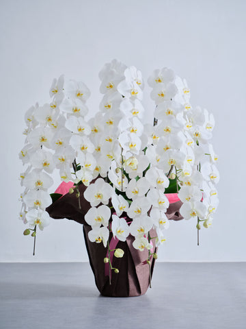 胡蝶蘭7本立 91輪以上 -brown-