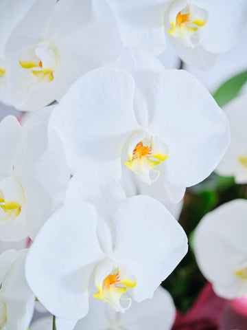 【お供え用】胡蝶蘭 7本立 91輪以上 -purple-