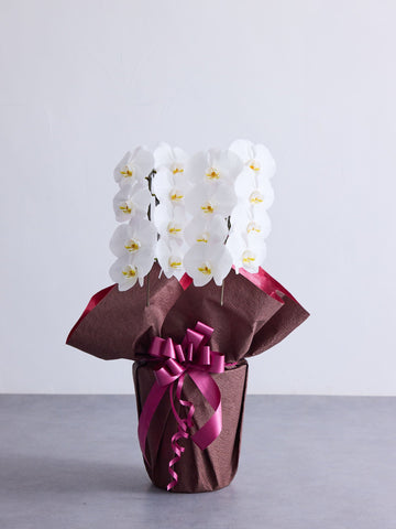 胡蝶蘭 2本立 16輪以上 -brown-