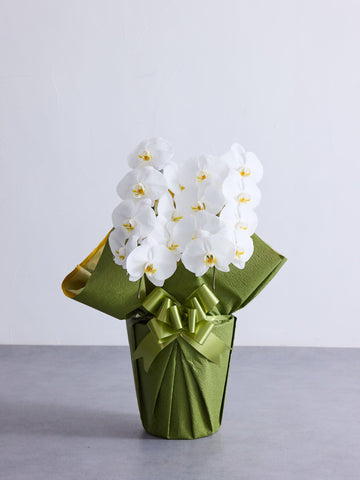 胡蝶蘭 2本立 16輪以上 -green-