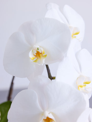 【お供え用】胡蝶蘭 5本立 50輪以上 -purple-