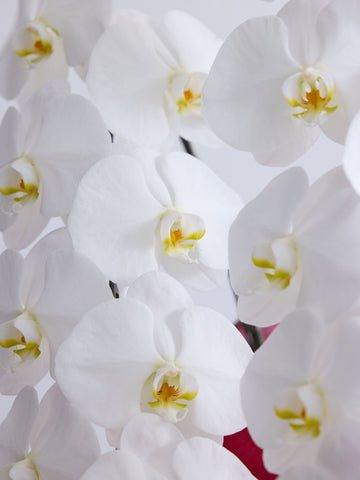 【お供え用】胡蝶蘭 3本立 33輪以上 -purple-