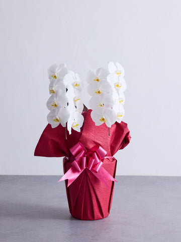 胡蝶蘭 2本立 16輪以上 -red-